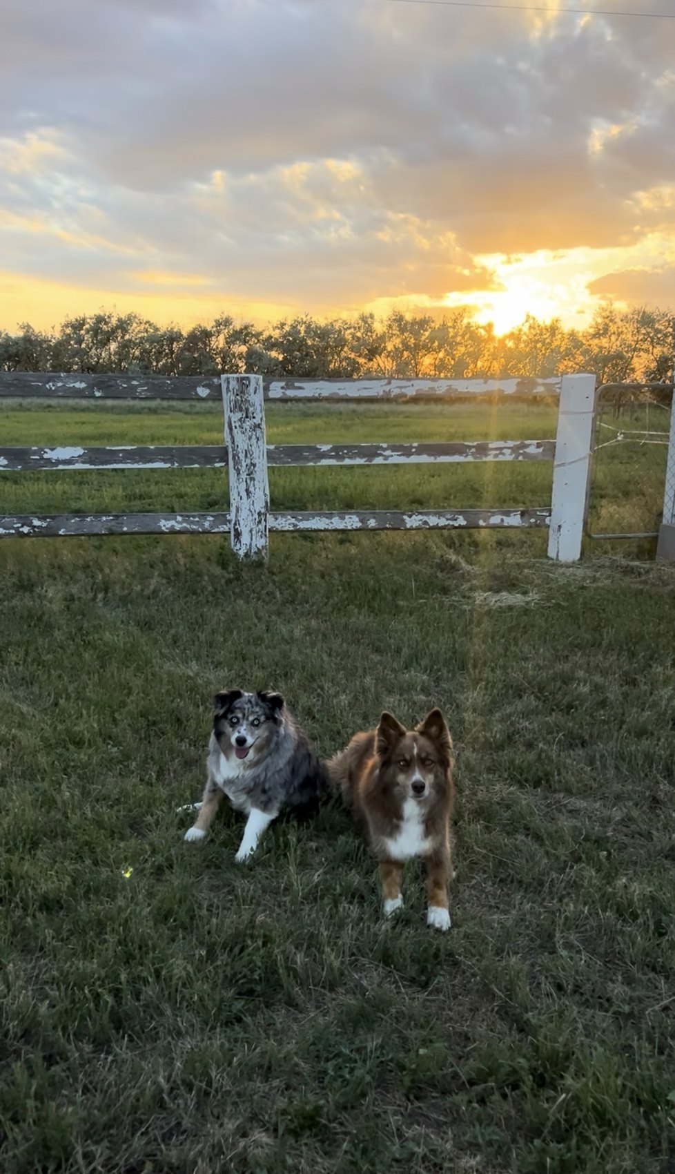 Two dogs enjoying a sunset in the pasture