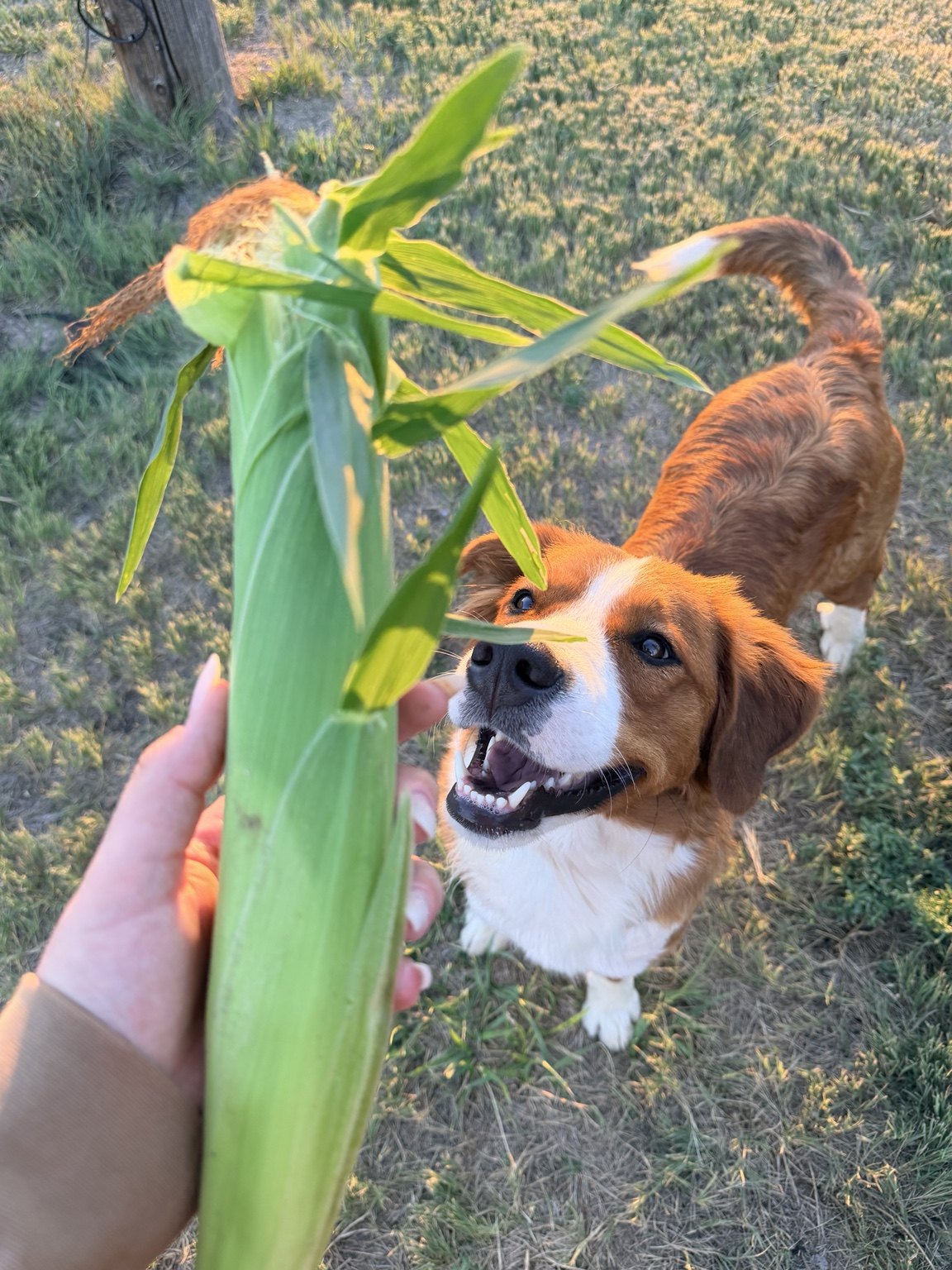 A dog inspecting freshly picked corn from the garden