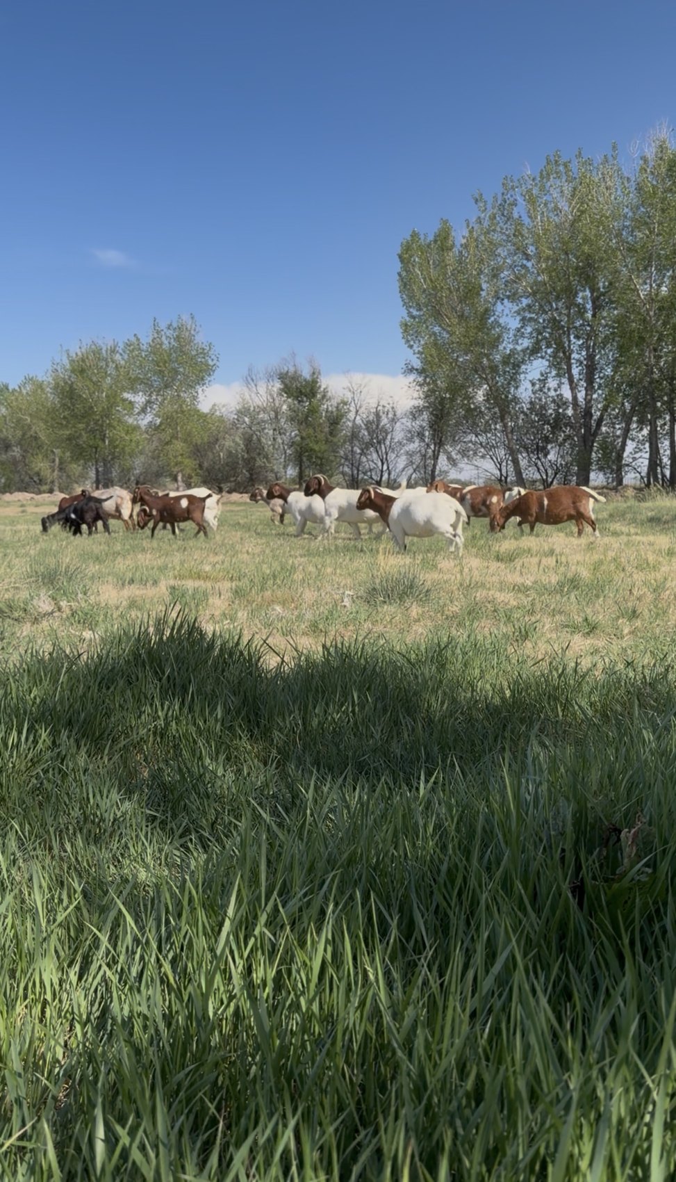 Jordan’s goats grazing in a green pasture